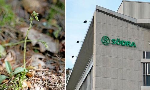 Orkidé stoppade avverkning – nu stämmer Södra staten