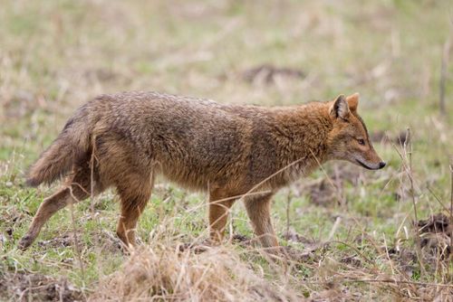 Danmark har fått 500 nya arter