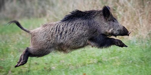 Fler misstänkta fall av afrikansk svinpest