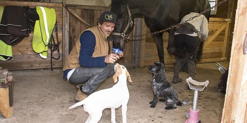 Hovslagare – ett perfekt yrke för hundarna