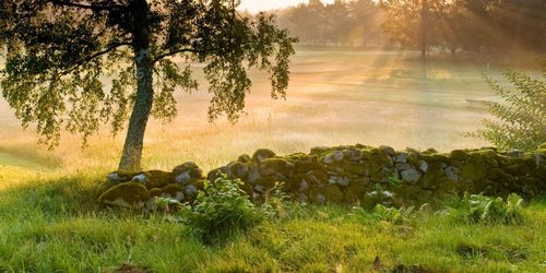 Bonde dömd för stenmursbrott