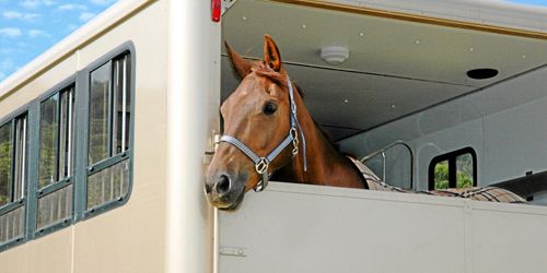 Värmen kräver extra planering vid djurtransporter