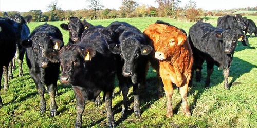 Boskapshjord fångade misstänkt brottsling på flykt