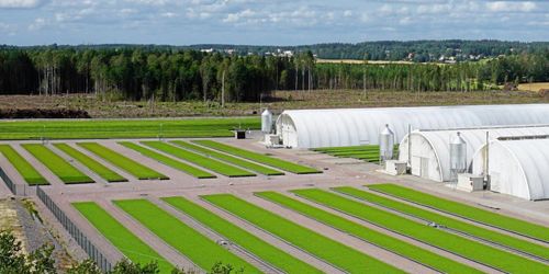 100 miljoner ska ge fler skogsplantor