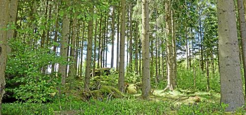 Två skogsbruksplaner – helt olika virkesvolym