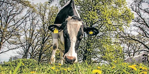 Ingen omröstning om paratuberkulos