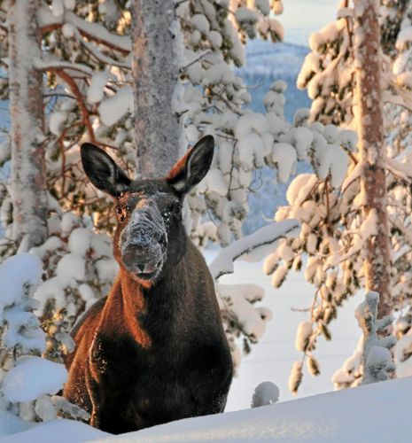 Här sker fem älgolyckor om dagen