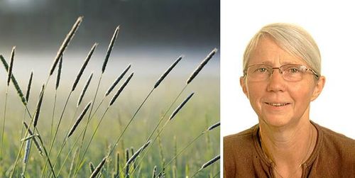 Striden om grässtråna