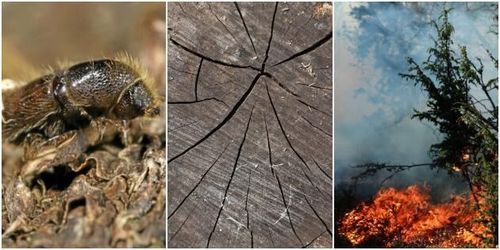 Quiz: Vad minns du från skogsåret 2018?