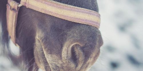 Häst övergavs – lämnades utan mat och vatten