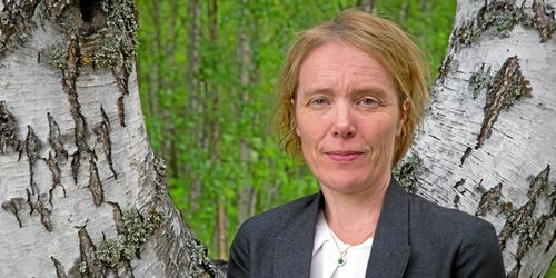 Skogen kan lösa klimatproblemet