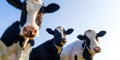 ”Vackra ord räddar inte mjölken”