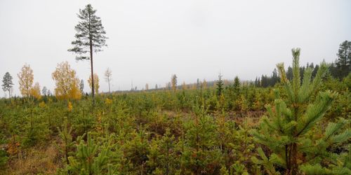 Oklar fortsättning för lyckat tall-projekt