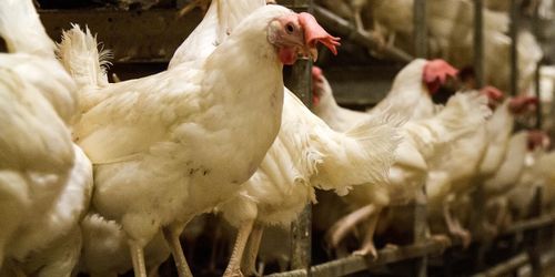 Influensautbrottet växer – 1,3 miljoner höns avlivas