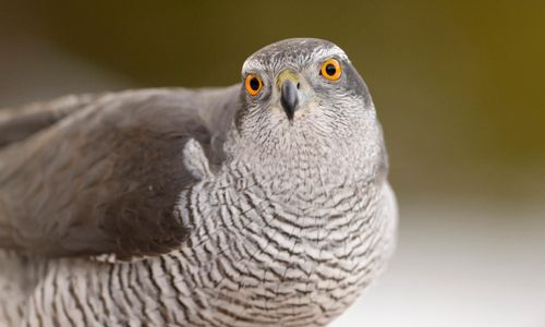 Skyddade sina höns – slog ihjäl hök med bandyklubba