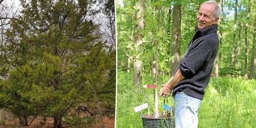 Forskare ska rädda lönsamt nischträd