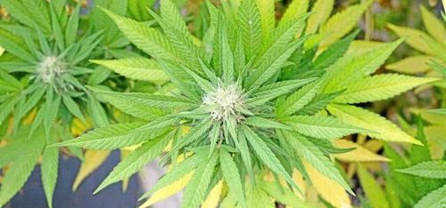 De vill bli störst på laglig cannabisexport