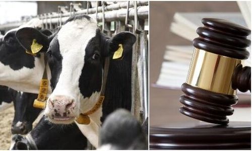 Nötkreatur hittades döda – låg kvar bland levande