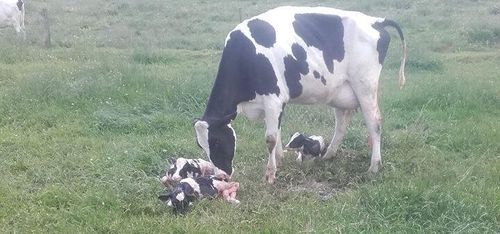 Triss i kvigkalvar på Storegården