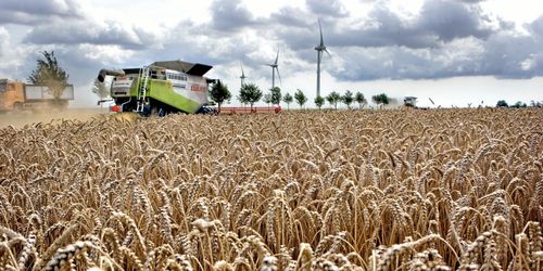 Sämre skördeår drar upp vetepriserna i världen