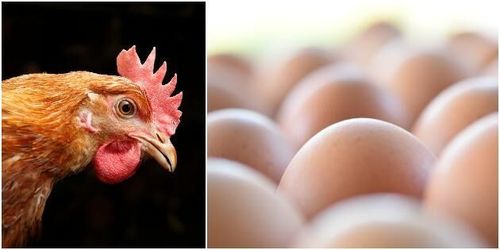 Svensk forskning ska stoppa avlivning av tuppar