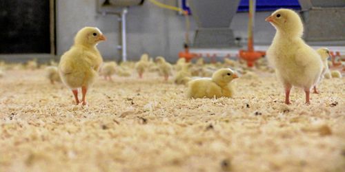 Så mycket höjs styrelsearvodena i Scandi Standard