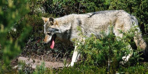 Jakthärvan: Företagsledaren kvar i häktet