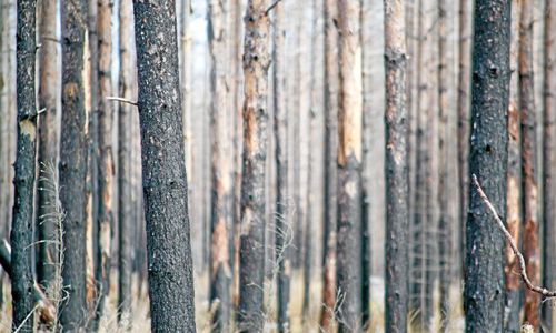 Nu överklagar de branddomen