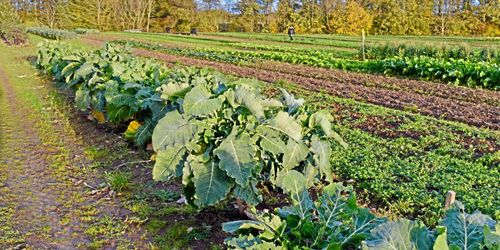 Eko är en hit – både i Sverige och Finland