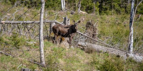 ”Ändra reglerna om älgavskjutning”