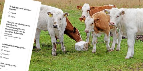 137 svarade på enkät om dikalvar – se resultatet här