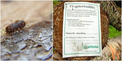 Kan få dispens för kemisk bekämpning av barkborre