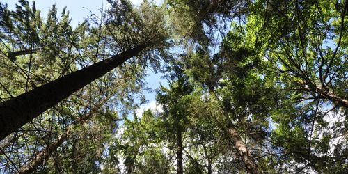 Allt mer skog i Europa – och här minskar den