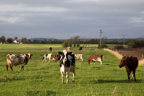 Kor är bättre än människor för klimatet