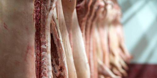 ”Djurskyddskontrollen alltmer likvärdig – inte tuffare”