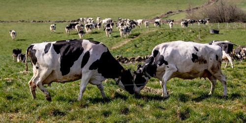 ”Ägarnas hälsa lika viktig som kornas, Arla”