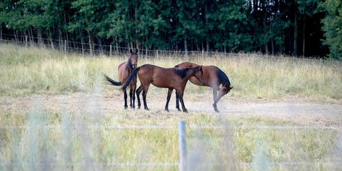 Expert: Hästägare kan tvingas till nödslakt