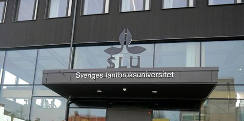 Att vilja vara jämställd räcker inte