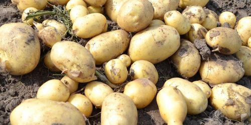 Satsar på odling i Danmark och Sverige