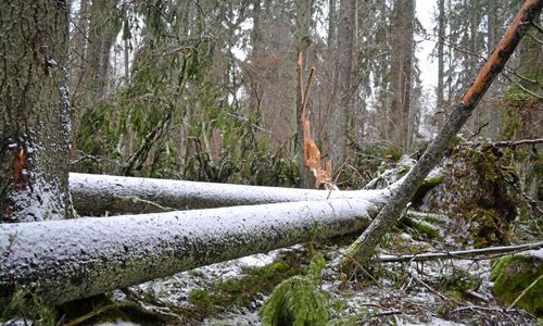 Alfrida orsakade skador för 266 miljoner