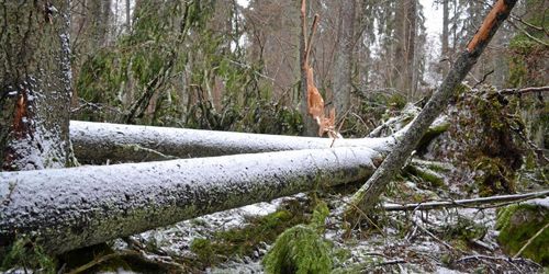 Alfrida orsakade skador för 266 miljoner