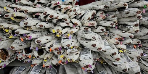 Franskt förslag om förbud av minkfarmer