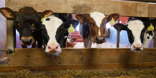 Utredningen om nya djurhälsolagen färdig