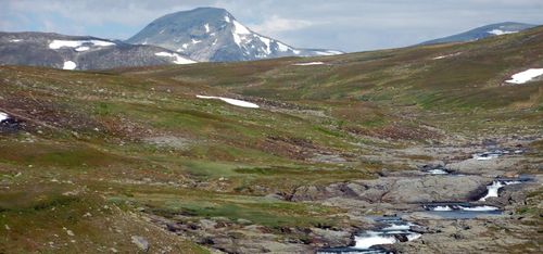 Liga misstänks stjäla orkidéer