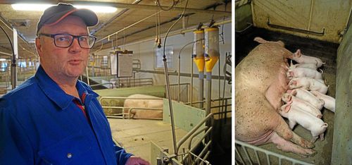 En dansk krona extra för knorren