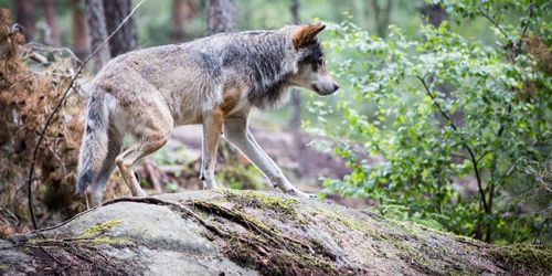 Skyddsjakt på varg – om ny attack sker