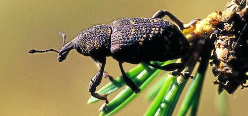 Bagge väljer bort osmakliga plantor