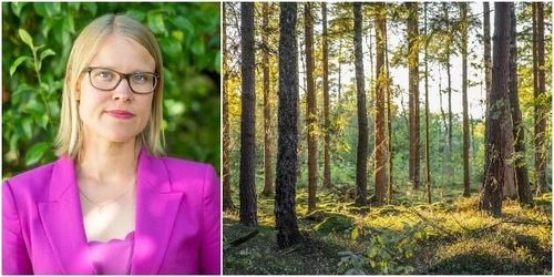 Mer pengar till skydd av skog i höstbudgeten