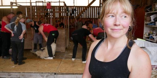 Allt fler kvinnor blir fårklippare