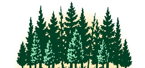 Aktivt skogsbruk bra för klimatet